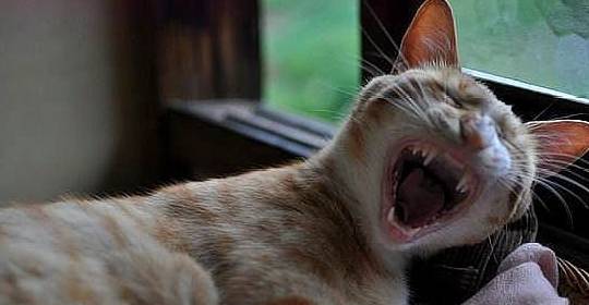 母猫产子,猫爸兴冲冲跑过去,看到奶猫颜色后脸都绿了:奶爸是谁 母猫产子,猫爸兴冲冲跑过去,看到奶猫颜色后脸都绿了:奶爸是谁