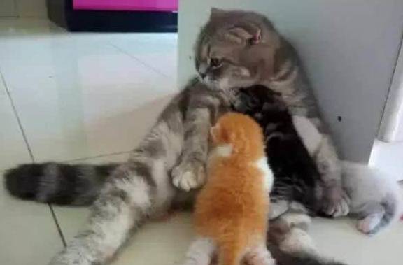 母猫产子,猫爸兴冲冲跑过去,看到奶猫颜色后脸都绿了:奶爸是谁 母猫产子,猫爸兴冲冲跑过去,看到奶猫颜色后脸都绿了:奶爸是谁