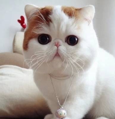 怎么挑选小猫让小猫性格温顺 b3340fc3fba84b989c9452357f5d425a.jpeg