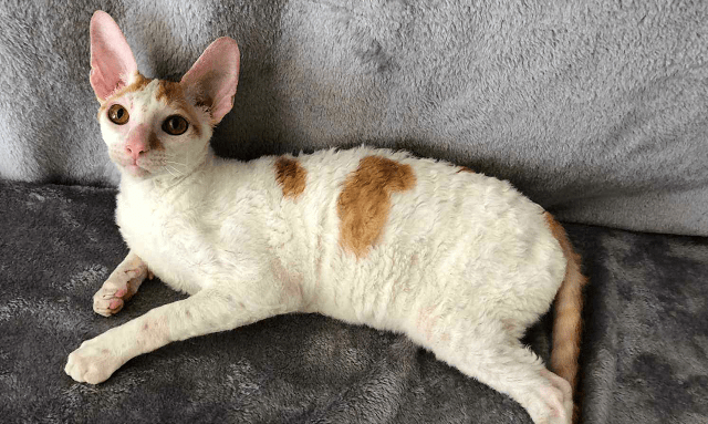因为最丑猫咪排行榜加菲猫也入选了，认真的吗？看完刷新世界观