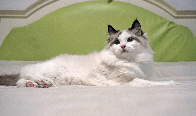 因为最丑猫咪排行榜加菲猫也入选了，认真的吗？看完刷新世界观