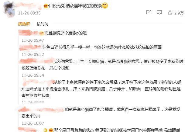 当家主母》猫咪事件后续：小猫不仅身体健康，还生下一窝小猫_网友_主人 