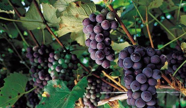 人群|聪明人夏天都吃葡萄,能养血美容,安神助眠,养胃健脾,早知早好