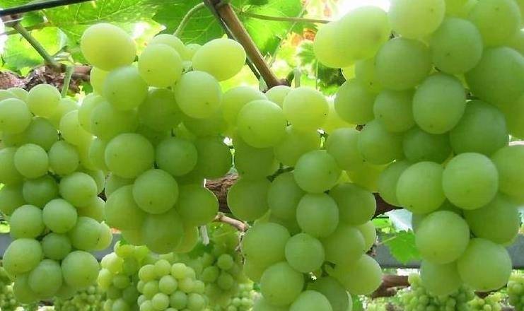 人群|聪明人夏天都吃葡萄,能养血美容,安神助眠,养胃健脾,早知早好