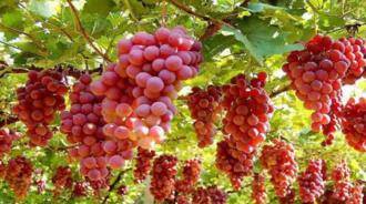 人体|每天吃点葡萄或其制品，我们的身体会发生什么变化呢？早知早受益