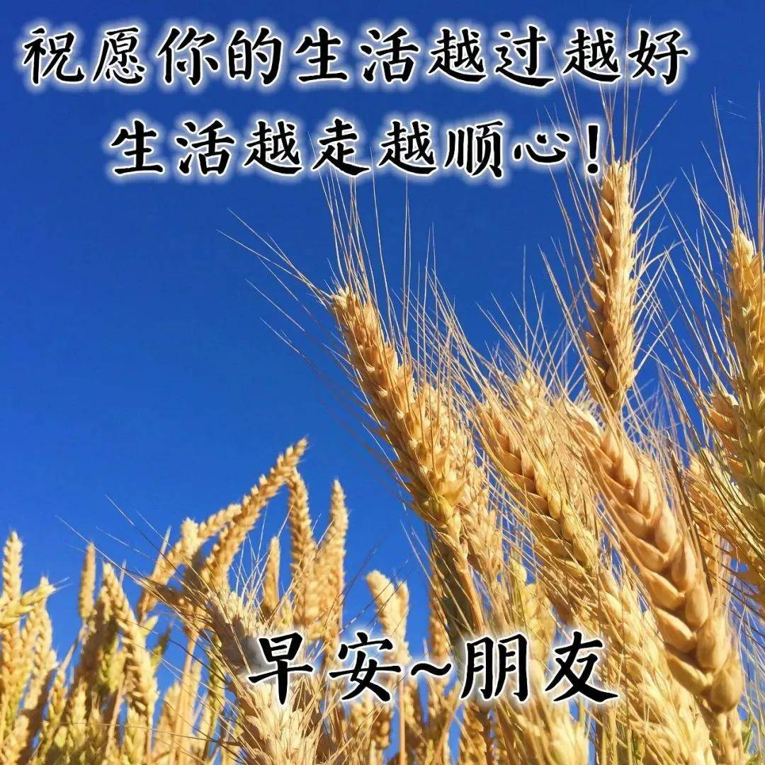 原创2021牛年最美早安问候图片鲜花带字最新早上好问候语图片带字温馨