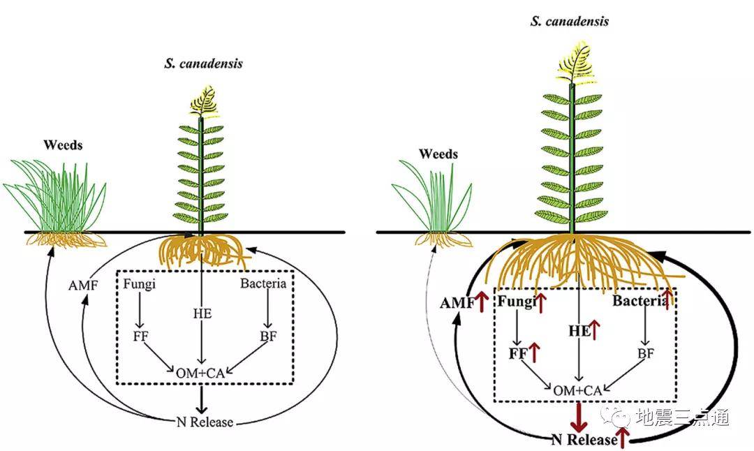 二倍體(圖a)與多倍體(圖b)植株根系發育及對周邊雜草生長的作用比較