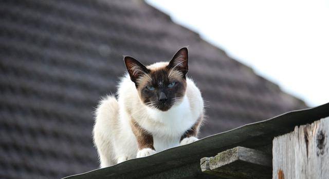 这7种猫成为流浪猫,基本上很难生存,养了就不要抛弃它! 这7种猫成为流浪猫,基本上很难生存,养了就不要抛弃它!