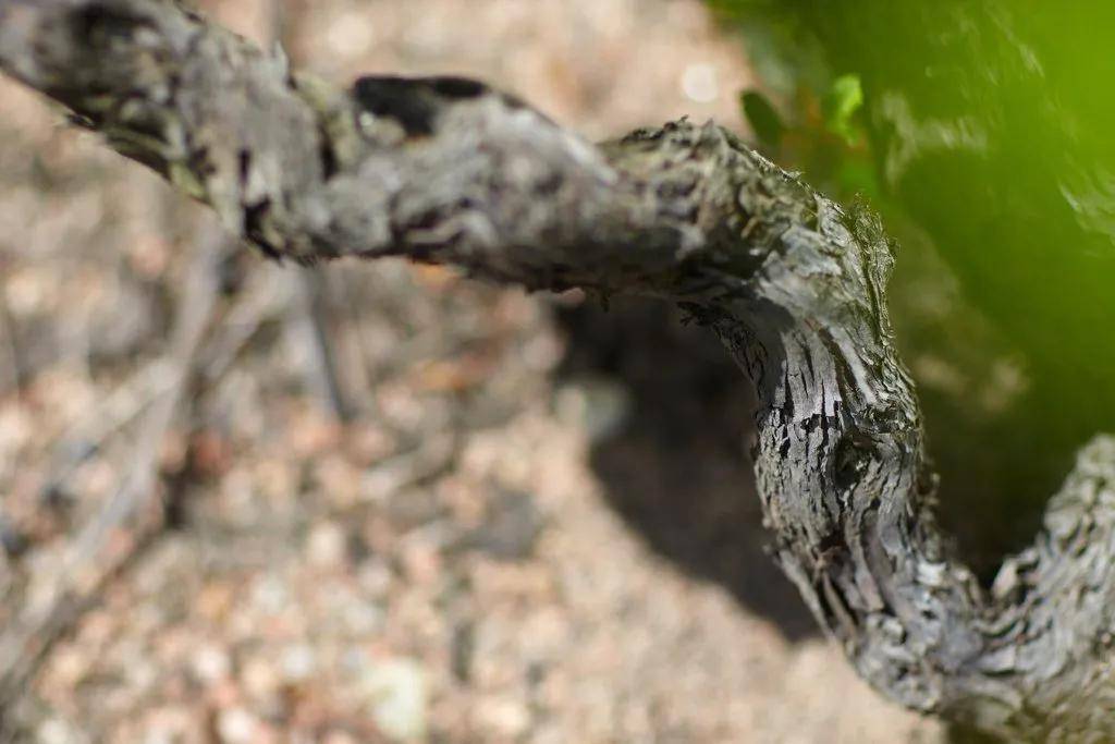 巴洛米洛|勃艮第精品家族酒庄，安慕父子&amp;泊索父子，巴洛米洛&amp;文森特吉拉丹！