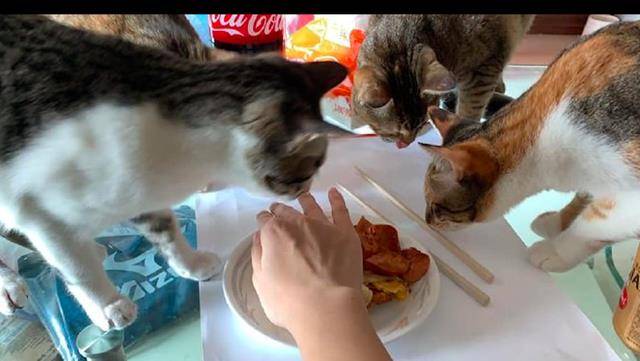 什么|主人刚把早餐端上桌，猫咪们全部都围了过来要尝尝，压力很大啊！