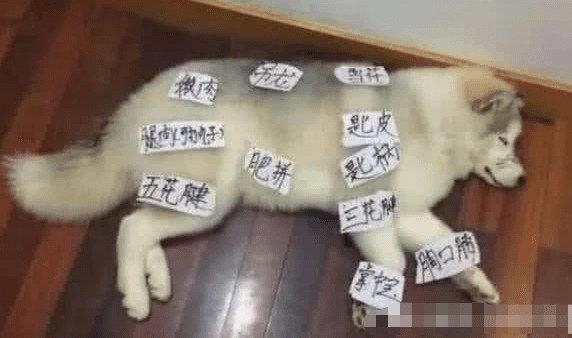 因为因为哈士奇拆家，趁二哈睡着弄了个分布图，二哈醒来后不淡定了！