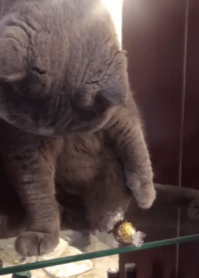 猫咪在架上扒拉糖果,随后 主人纳闷:是糖果不好吃还是你飘了? 猫咪在架上扒拉糖果,随后 主人纳闷:是糖果不好吃还是你飘了?