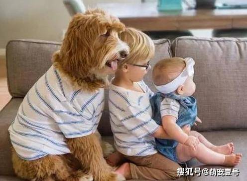 怎么自己在家给狗狗打疫苗 50699aa5b09c4a17aee1f4285d22104c.jpeg