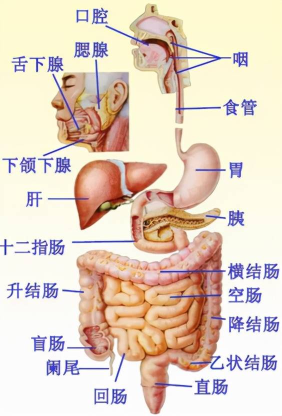 腸道不健康會影響身體哪些部位