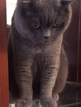 猫咪在架上扒拉糖果,随后 主人纳闷:是糖果不好吃还是你飘了? 猫咪在架上扒拉糖果,随后 主人纳闷:是糖果不好吃还是你飘了?