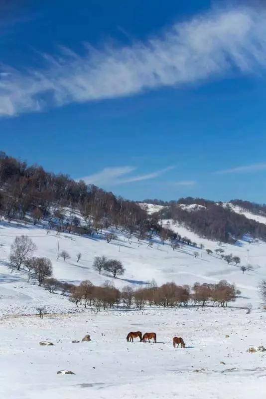 白雪|冬日里的“关山蓝”