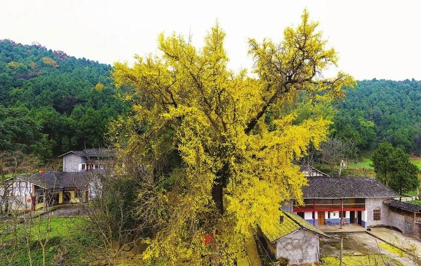 古蜀道上“银杏王”：身披黄金甲 一树成风景