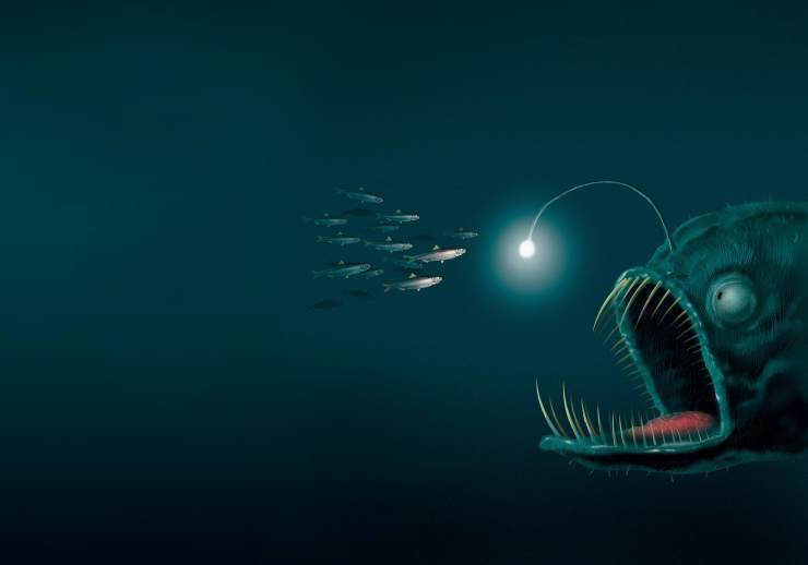 海洋深处漆黑一片,那里的鱼是怎样寻找食物的?