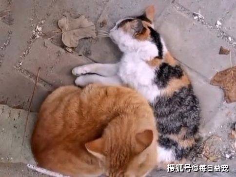 同伴猫咪同伴身亡，不舍离开哀嚎求助：好心的人们，救救它吧！