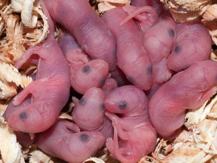 所谓的老鼠油治烫伤,是将刚出生不久的幼鼠浸泡在香油中,过一段时间