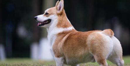 智商黑背柯基和黄背柯基哪个贵?