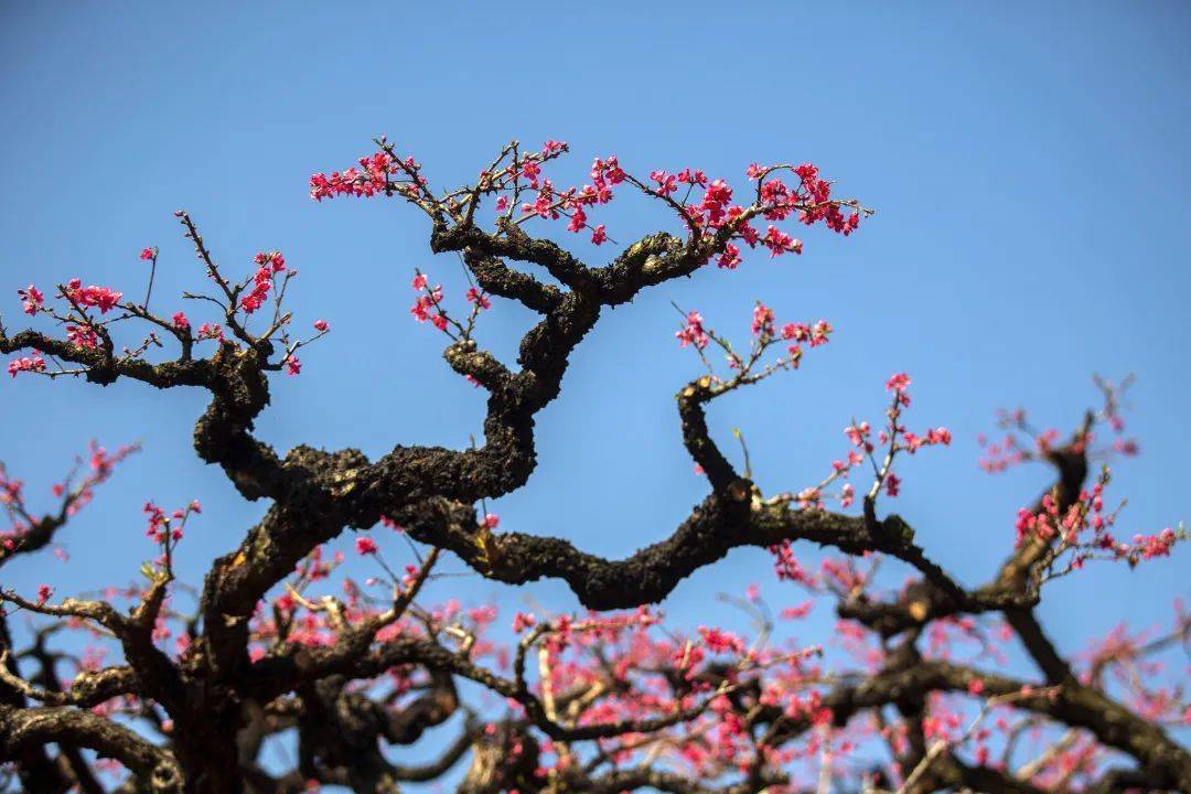 12月1日 12月10日 事业顺心 福运相伴 一生万事顺意的3大生肖 财运 朋友 进取心