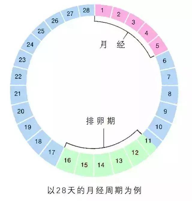 白带属于排卵期吗