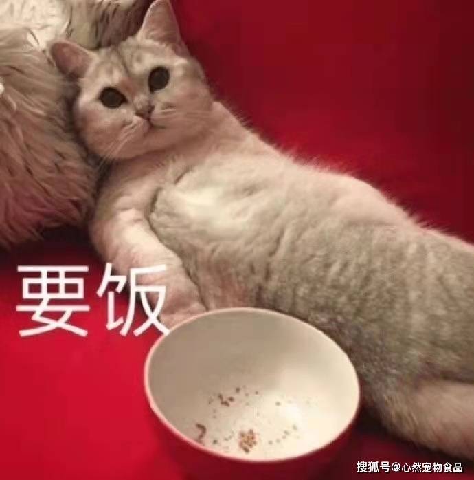 猫咪|主食包居然藏着小秘密？