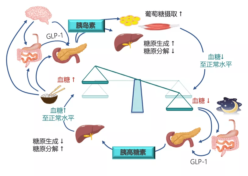 胰岛|葡萄糖激酶（GK）——血糖稳态的“指挥家”，为健康献上一曲交响乐！