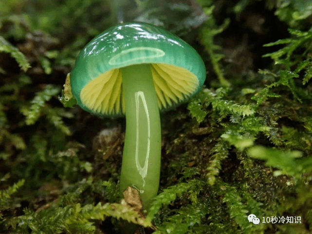 5种高颜值蘑菇，你见过几种？_地区_伞菌_有毒