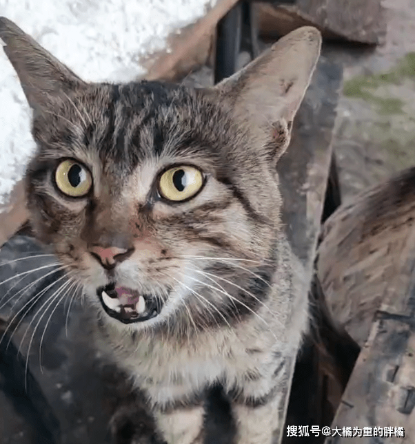 猫咪宠物猫随主人回家过年，却被老家狸花猫欺负，躲在主人怀中不敢走