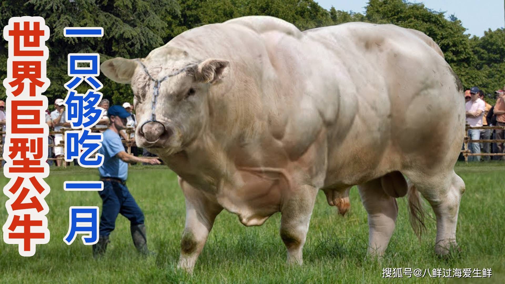 世界上最大的牛有多大图片