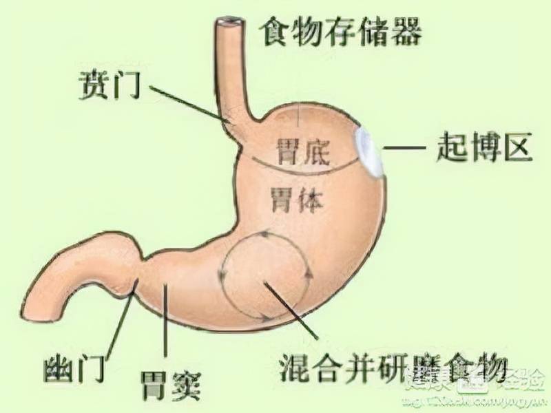 胃窦在左边还是右边图片