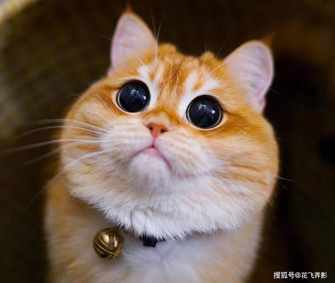 英短猫因长相酷似"靴子猫"走红,小胖脸大眼睛萌翻全球网友