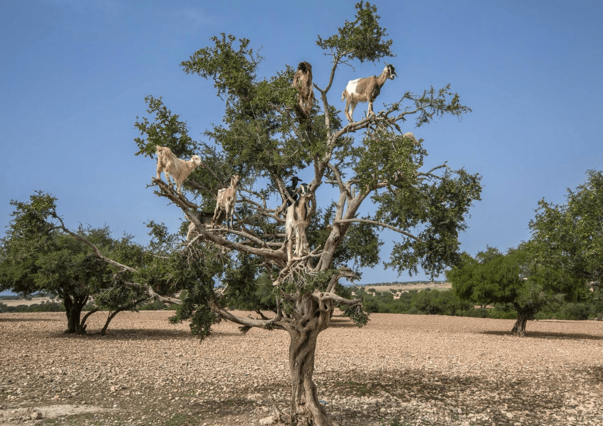 摩洛哥的“羊上树”，树上“长满”了羊，还让当地人发家致富
