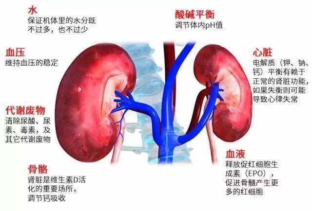 肾脏|肾真的能补回来吗？越用越少，受损终身不可逆