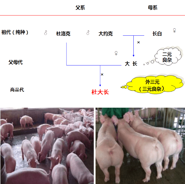 3,饲喂模式:饲喂模式有规模化猪场使用预混料,浓缩料,全价料等饲料