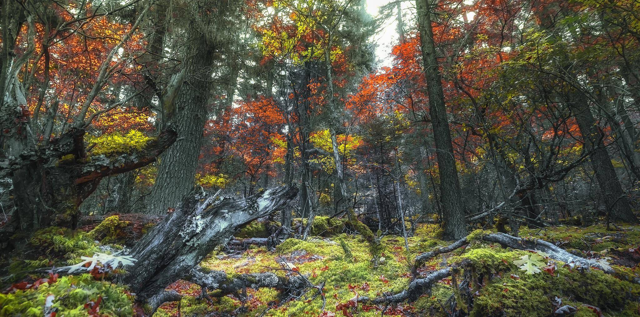 您是我远古的祖先_风沐雨_森林_生命