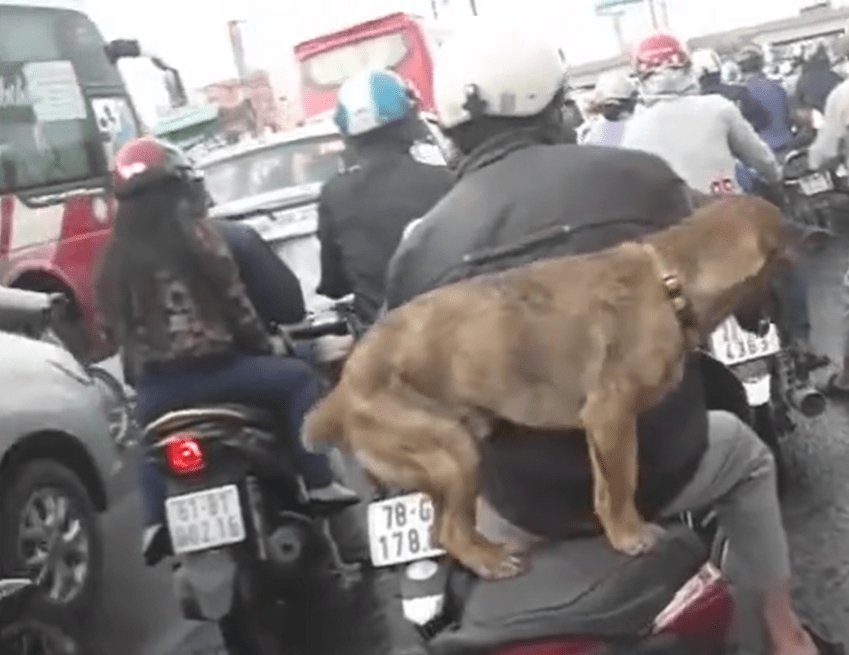 土狗坐在主人床上 96cacce4d88247b2b128aa64109ae633.png