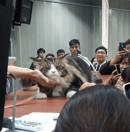 缅因猫突然闯进教室，当着众人做这个动作，师生们立马不淡定了