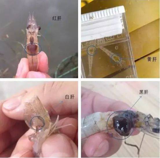 怎么护肝护胆 0e4aa89918d042b7bb4684d17c5c48c2.jpeg