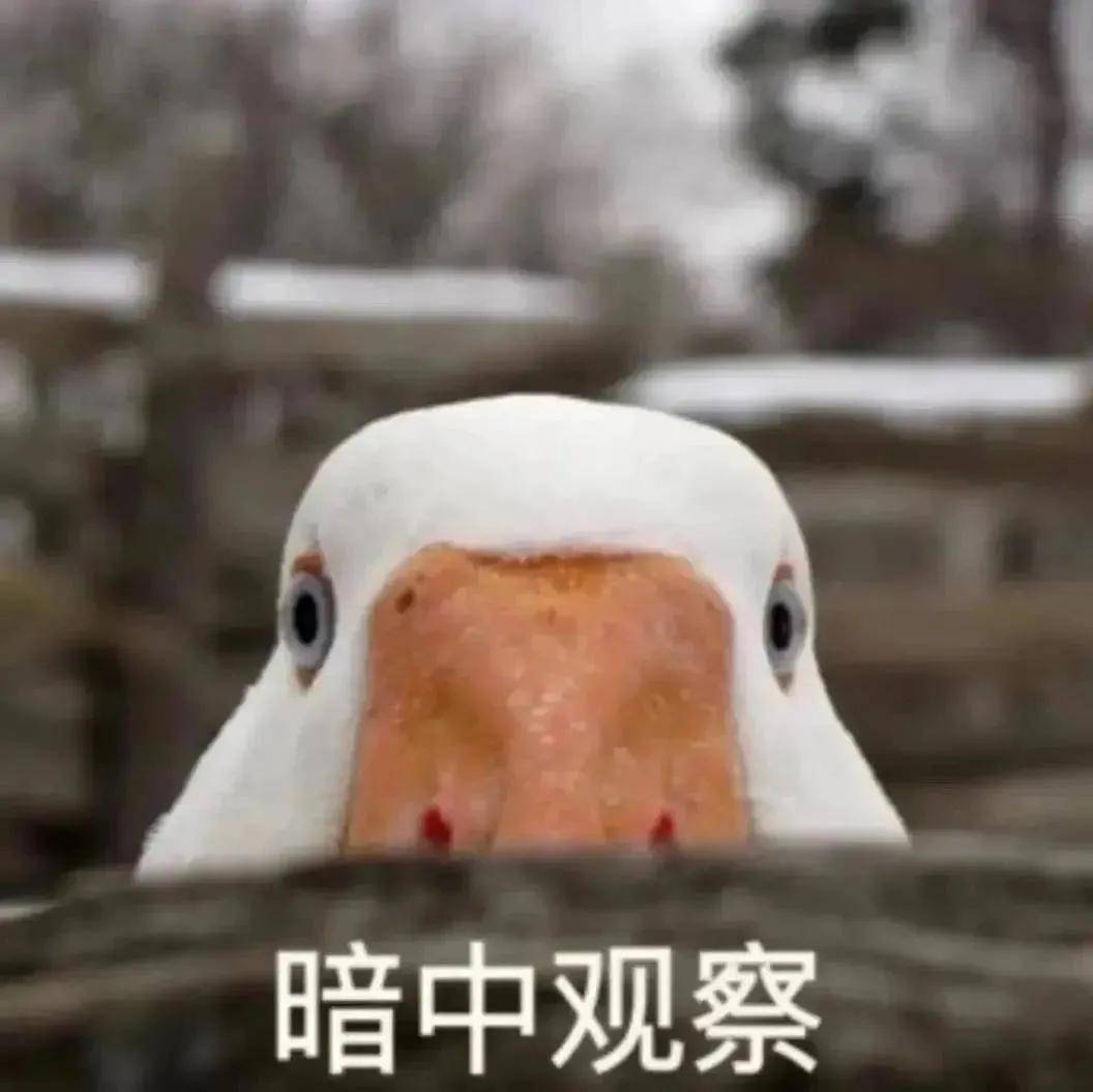 鹅鹅鹅儿歌视频搞笑 36e7e7351b3f46fa8ef8dd6b4a6723fd.jpeg