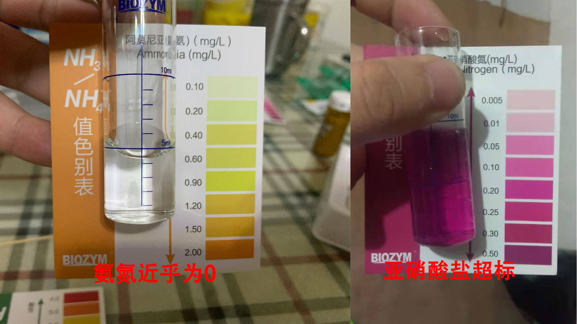 鱼缸氨氮为0亚硝酸盐高是什么原因鱼缸氨氮为0但是亚硝酸盐超标