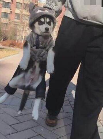 因为主人拎着二哈走,二哈:有本事你放手,我直接跑没影,让你喊!