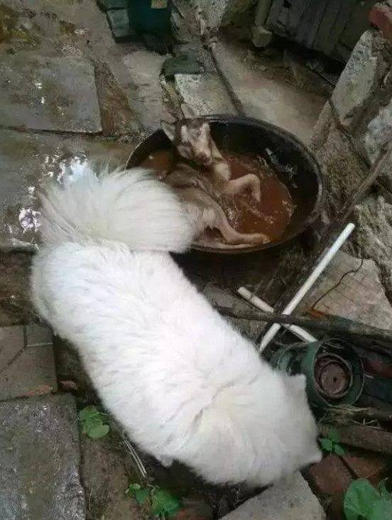 包二哈男子将二哈和萨摩耶锁家里,回来发现狗狗不见了,找到时哭笑不得