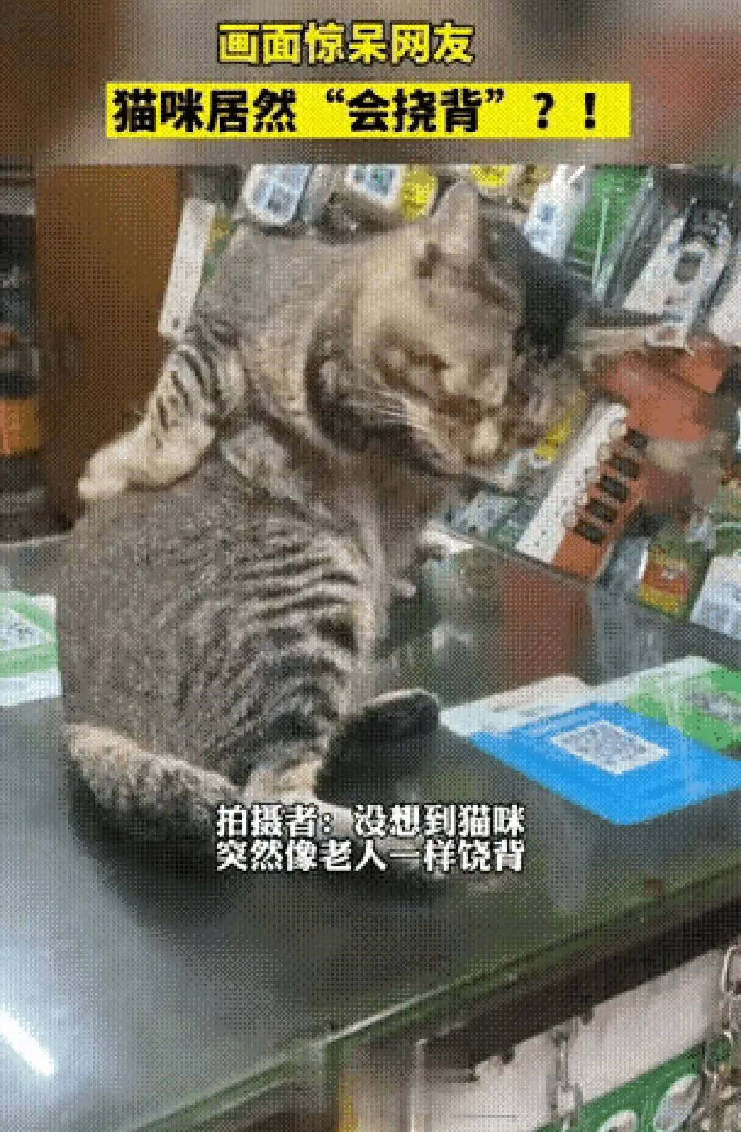 猫咪猫“老板”坐在柜台上，隔了会却把人给看愣住了：不愧是狸花猫呀