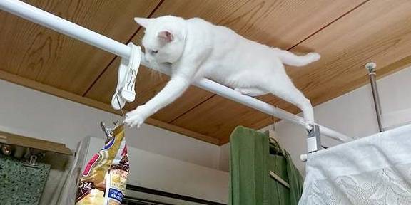 楚留香|猫界楚留香，猫留香：愚蠢的人类，藏哪里都是没有用的