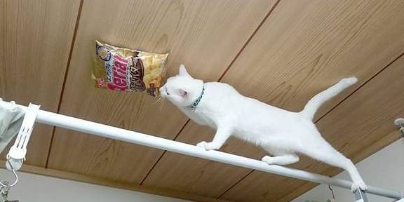 楚留香|猫界楚留香，猫留香：愚蠢的人类，藏哪里都是没有用的