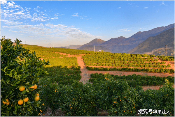 原创2021季云冠橙即将上市