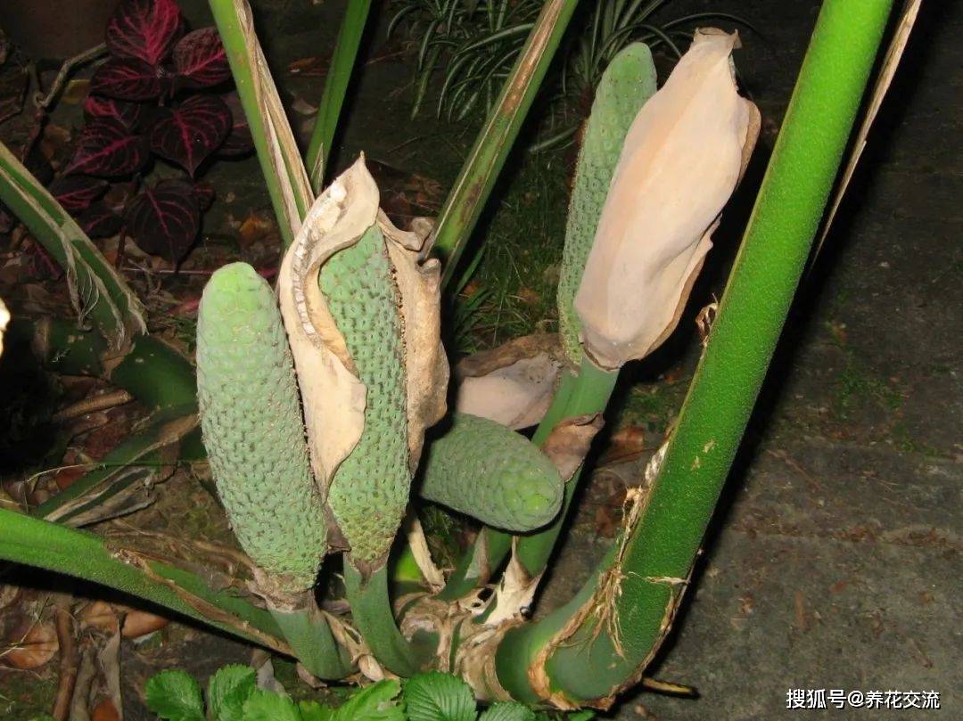 龟背竹果实怎么吃